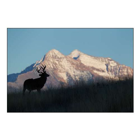 White-tail Deer Silhouette-Mission Mountains