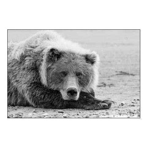 Brown Bear Resting On The Beach-Silver Salmon Creek-Lake Clark National Park-Alaska B&W