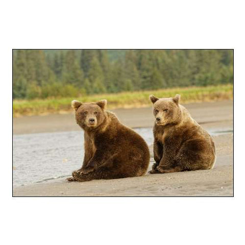 Brown Bear Cubs Nursing-Silver Salmon Creek-Lake Clark National Park-Alaska
Danita Delimont Photos