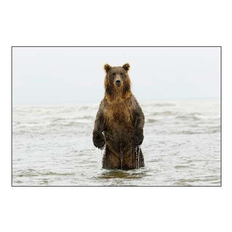 Brown Bear Standing Upright-Silver Salmon Creek-Lake Clark National Park-Alaska