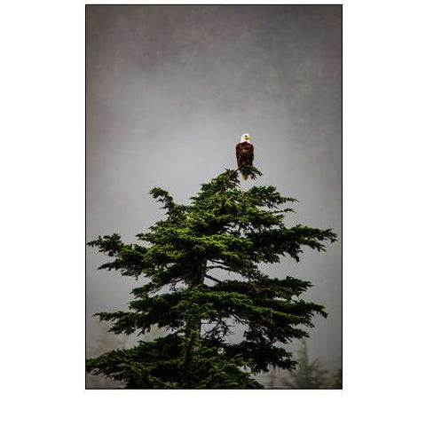 Prince William Sound-Alaska-Valdez-Bald Eagle Perched On Evergreen Tree
