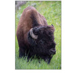 Wyoming Bison Grazing-Yellowstone National Park
