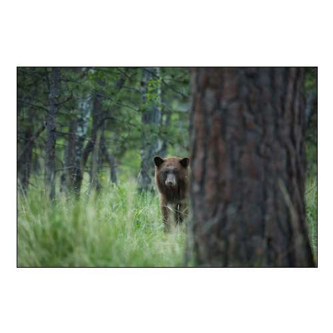 Colorado A Cinnamon Phase Black Bear in Forest